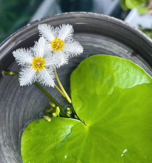心动的花语是什么？如何选择心动的花朵？
