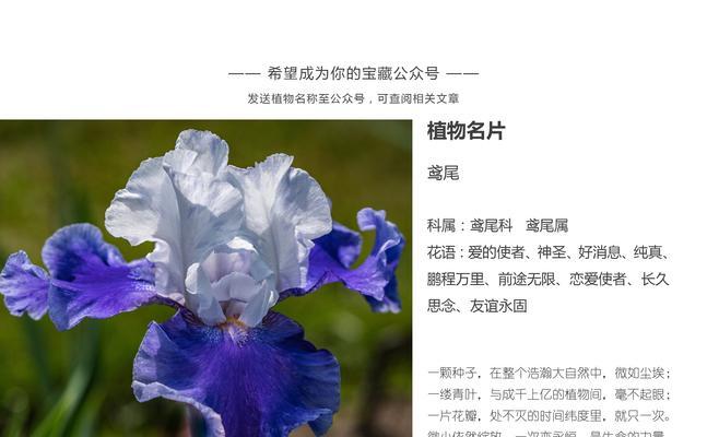 老人相关的花语有哪些？