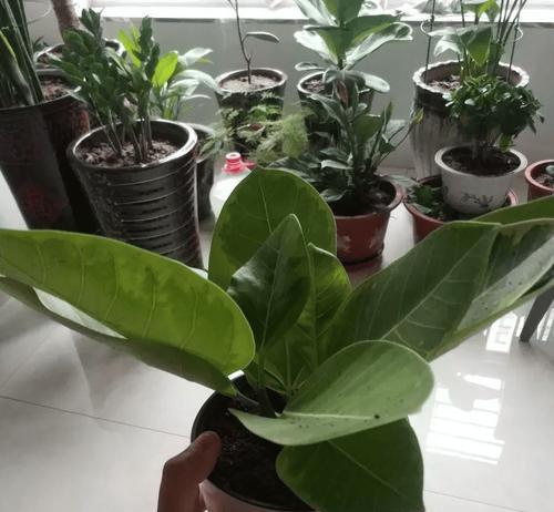 叶子在花语中通常象征着什么？