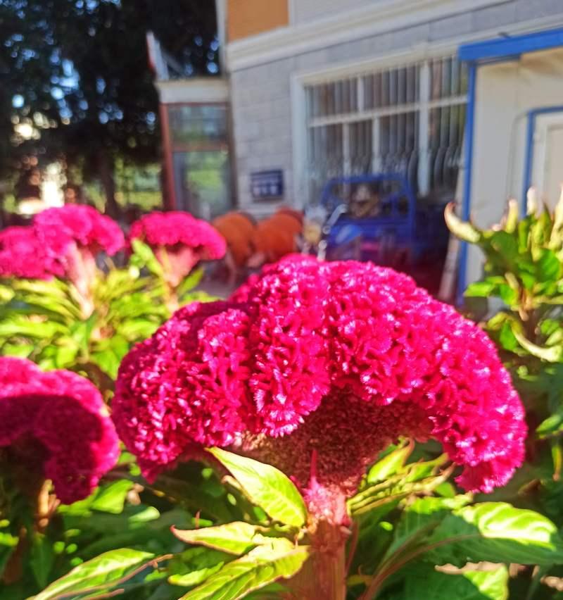 摘红花的花语有哪些含义？