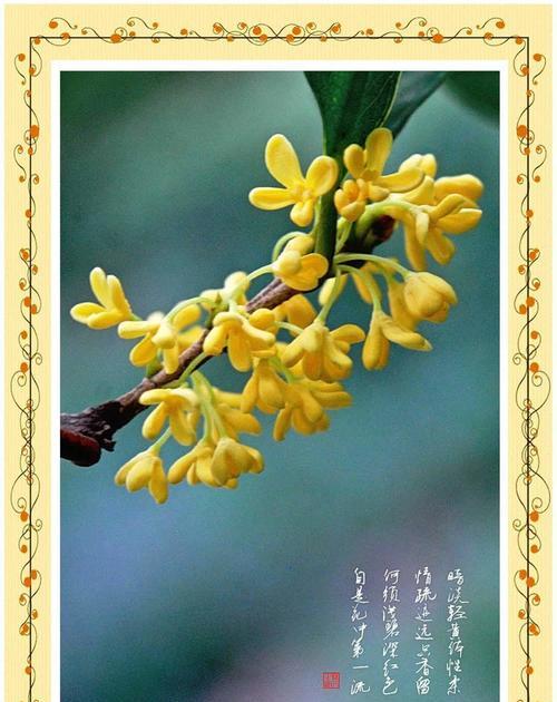 桂花的美丽花语是什么？