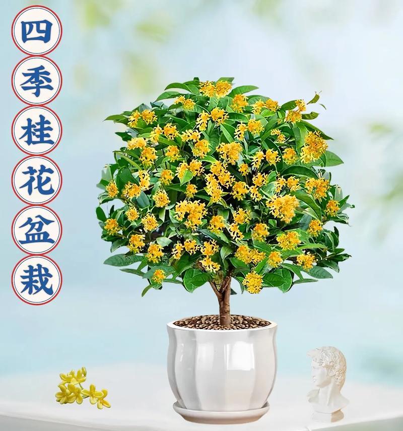 桂花的美丽花语是什么？