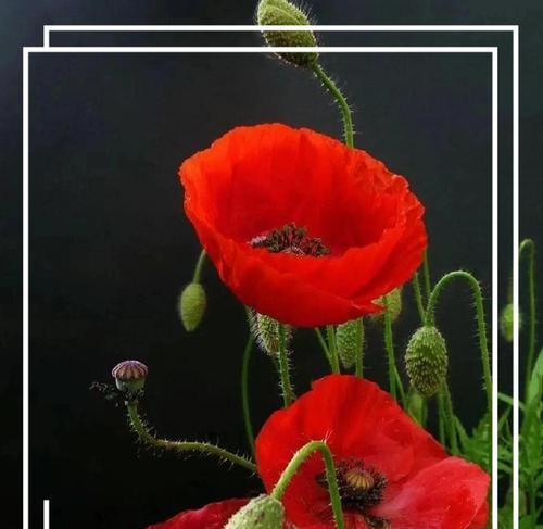 追求某人时送什么花合适？花语表达了怎样的情感？