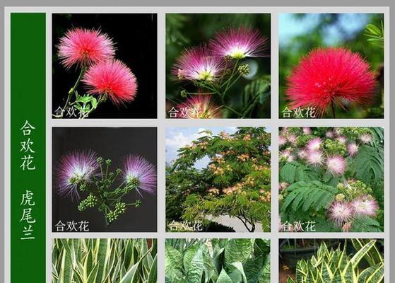 四季花的花语是什么？它代表了哪些花名？