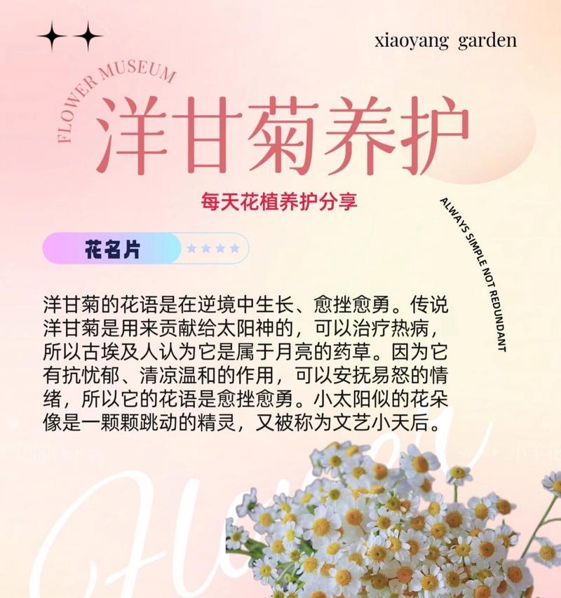 四季花的花语是什么？它代表了哪些花名？