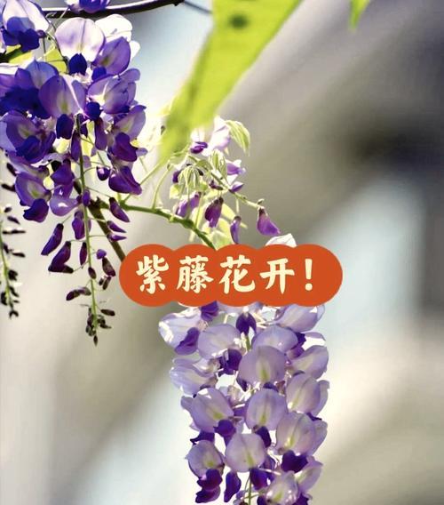 四季花的花语是什么？它代表了哪些花名？