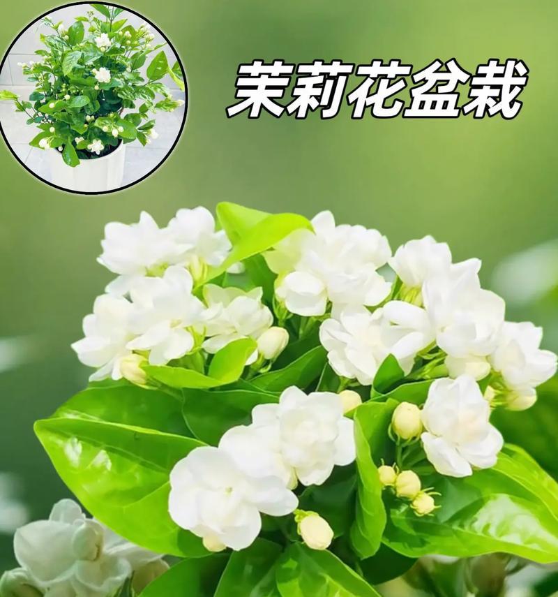 茉莉花语是否代表爱情？它象征着什么？