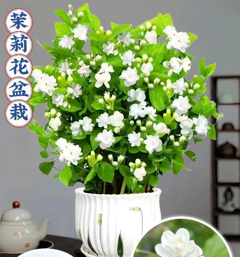 茉莉花语是否代表爱情？它象征着什么？