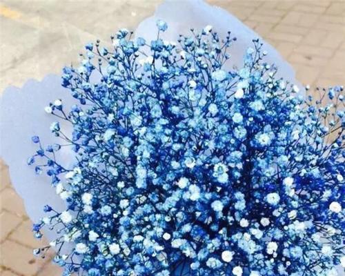 蓝色蕙兰的花语和寓意有何不同？