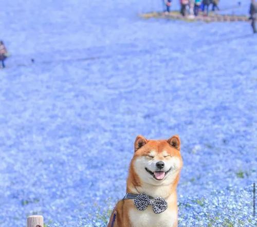 微笑的柴犬花语是什么呢？柴犬的花语有哪些含义？