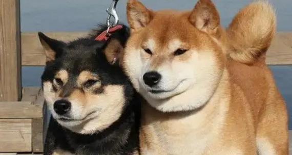 微笑的柴犬花语是什么呢？柴犬的花语有哪些含义？