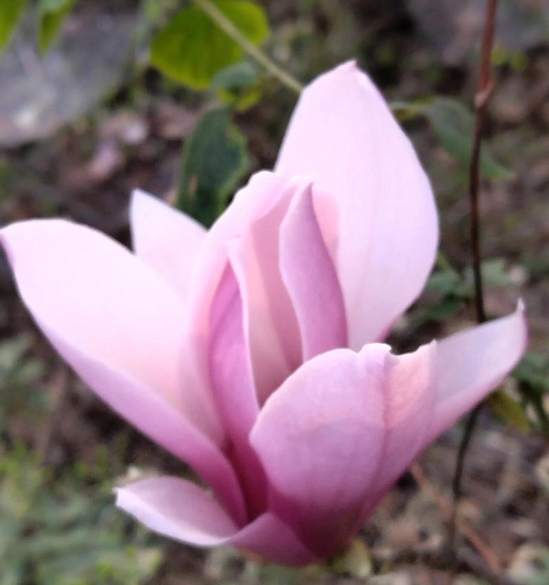 玫瑰花和玉兰的花语是什么？这两种花搭配在一起代表什么？