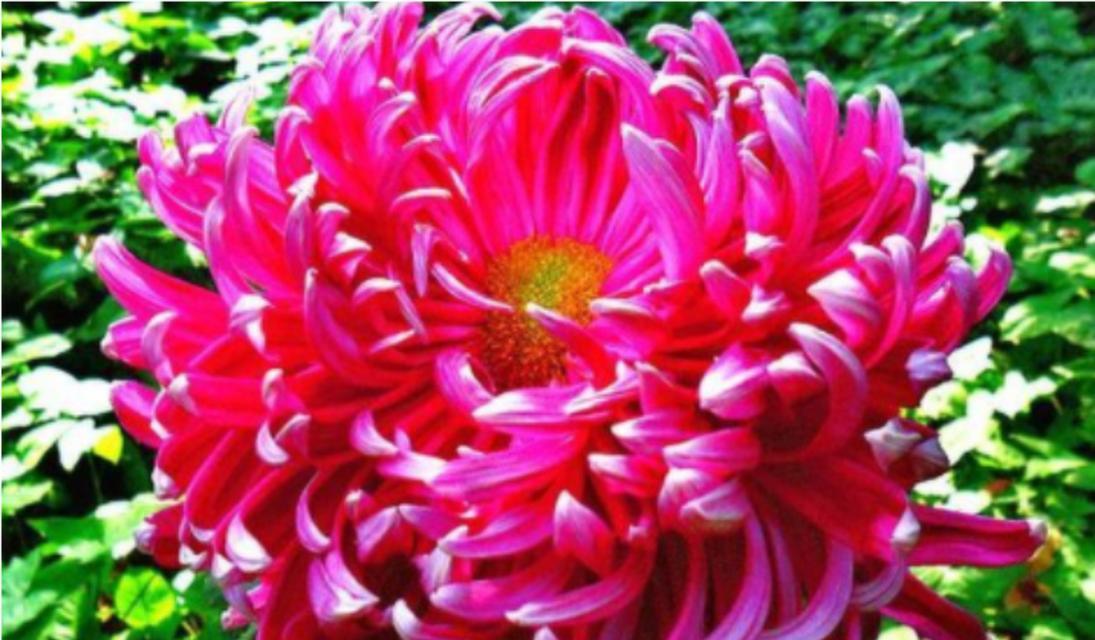 菊花的花语及其象征意义是什么？