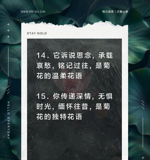 菊花的花语及其象征意义是什么？