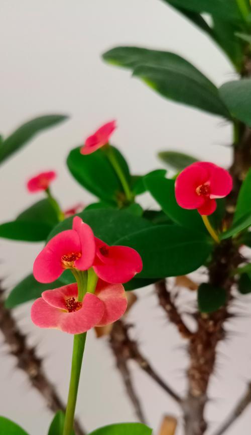 虎竹的寓意和花语是什么？虎竹在花语中有什么特别含义？