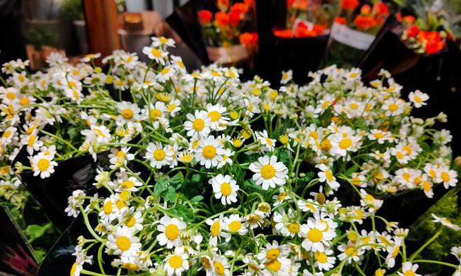 木棉花的美丽背后隐藏着什么花语？它的寓意是什么？