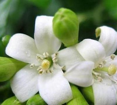 木棉花的美丽背后隐藏着什么花语？它的寓意是什么？