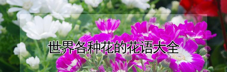 送给媳妇的花语应该是什么？媳妇喜欢的花语有哪些？