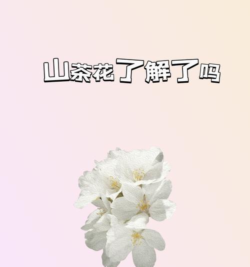香奈儿标志的花语代表什么？