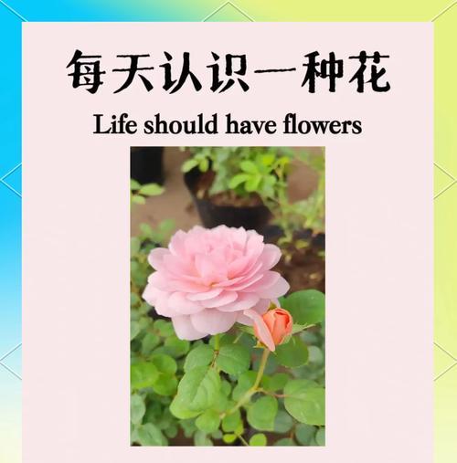 月季花语背后的故事是什么？