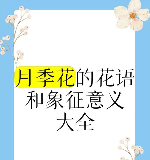 月季花语背后的故事是什么？