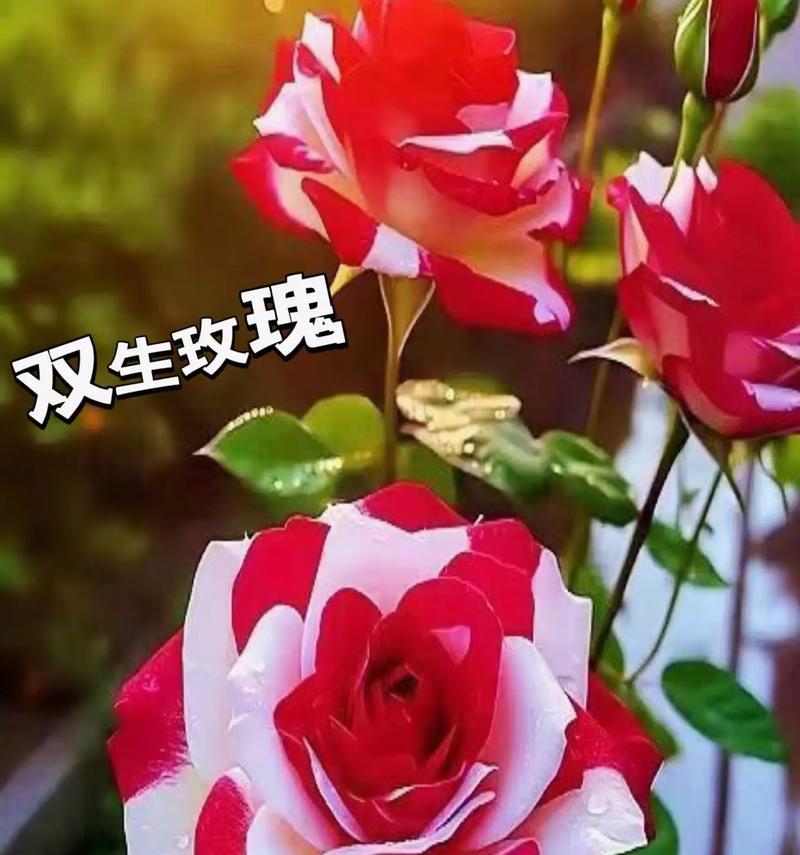 循环在花语中通常如何表达？哪种花代表了循环的概念？