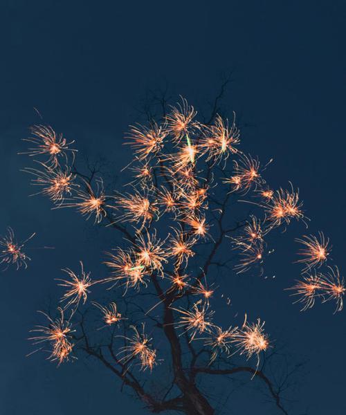 枯树开花的花语代表什么含义？