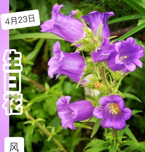 四季风铃花代表什么意义？