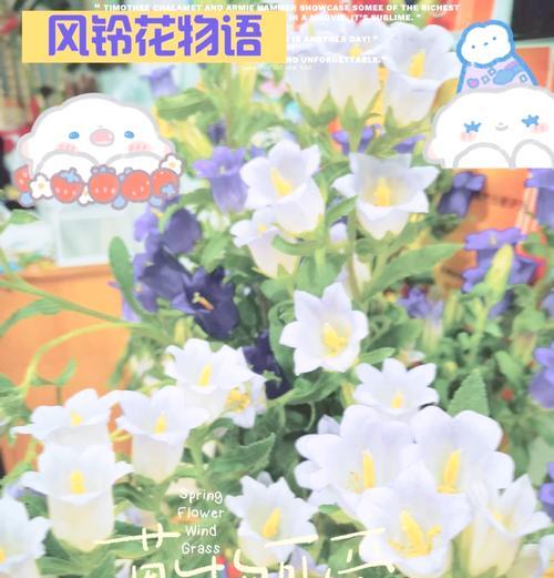 四季风铃花代表什么意义？