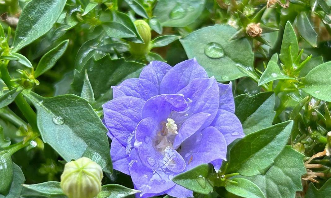 四季风铃花代表什么意义？