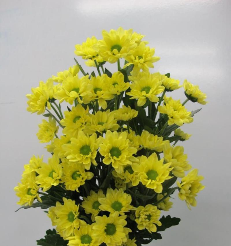 小雏菊与玫瑰搭配的花语是什么？