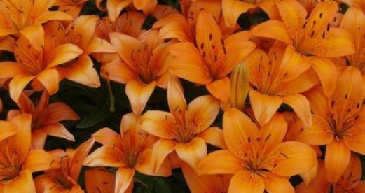 橙色情人节的花语是什么？花语的深层含义是什么？