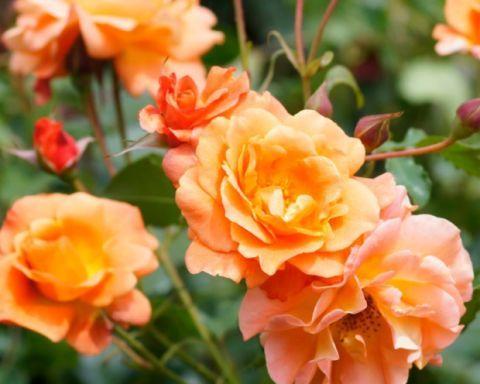 橙色情人节的花语是什么？花语的深层含义是什么？
