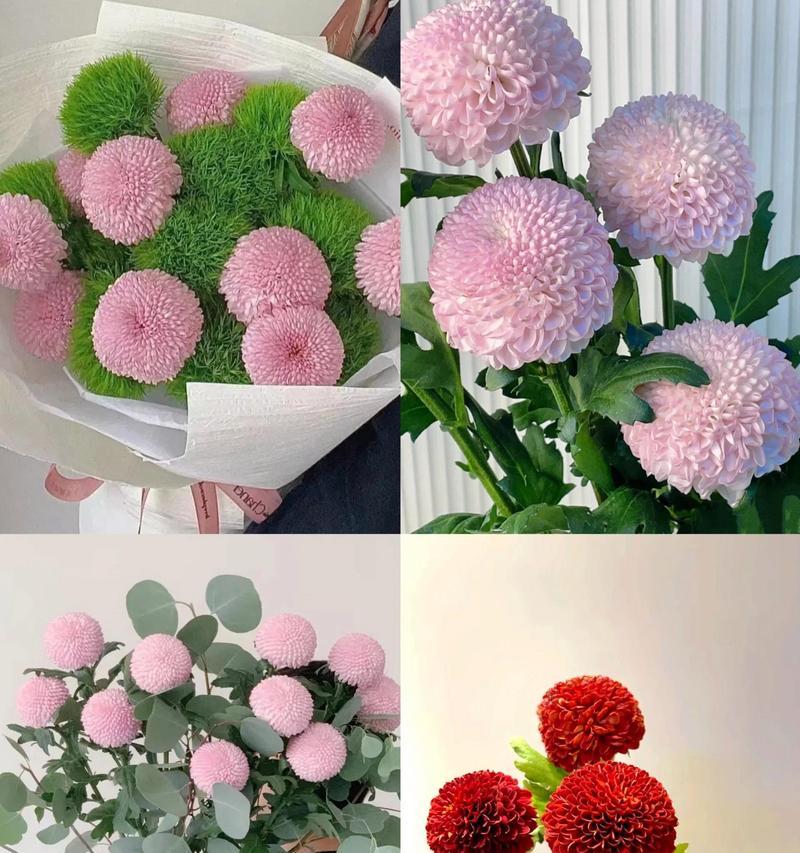 乒乓菊的花语含义是什么？