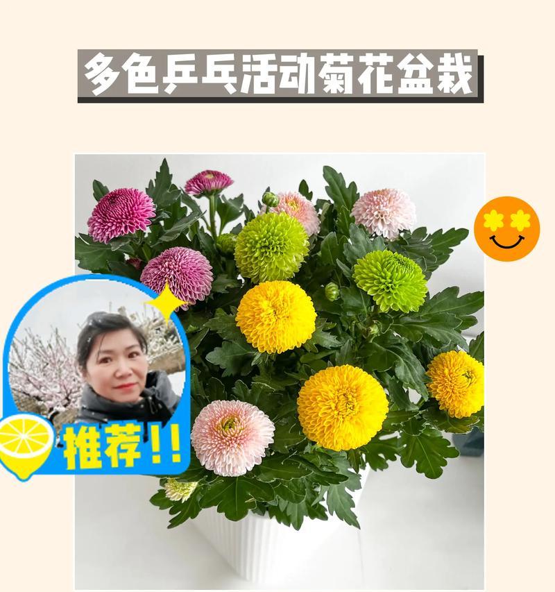 乒乓菊的花语含义是什么？