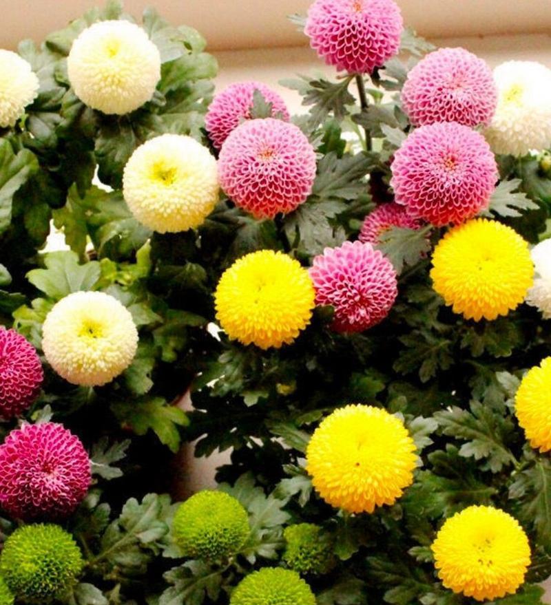 乒乓菊的花语含义是什么？