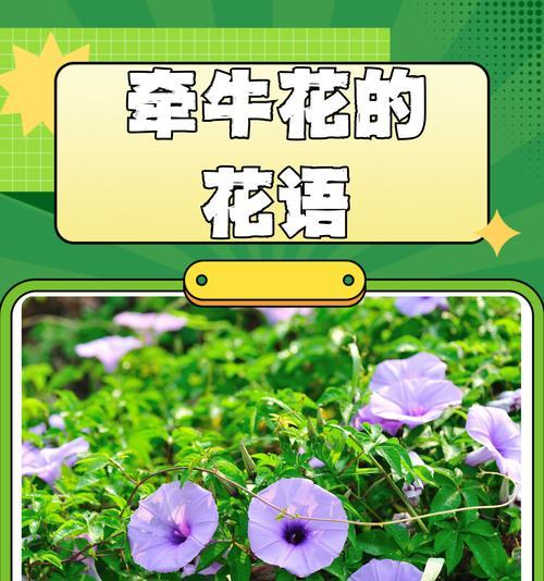 花语中有哪些是不含情感的？如何正确解读？
