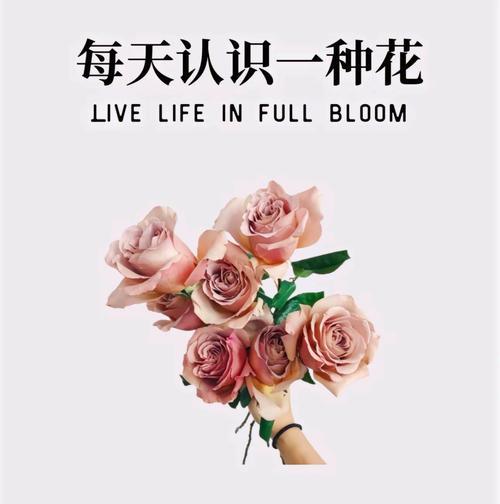 恋人之间适合用什么花语表达情感？它有何寓意？