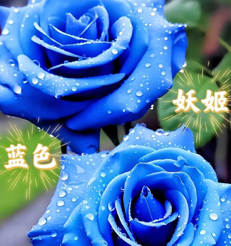 蓝玫瑰作为水果的花语和寓意是什么？蓝玫瑰水果有何特别含义？
