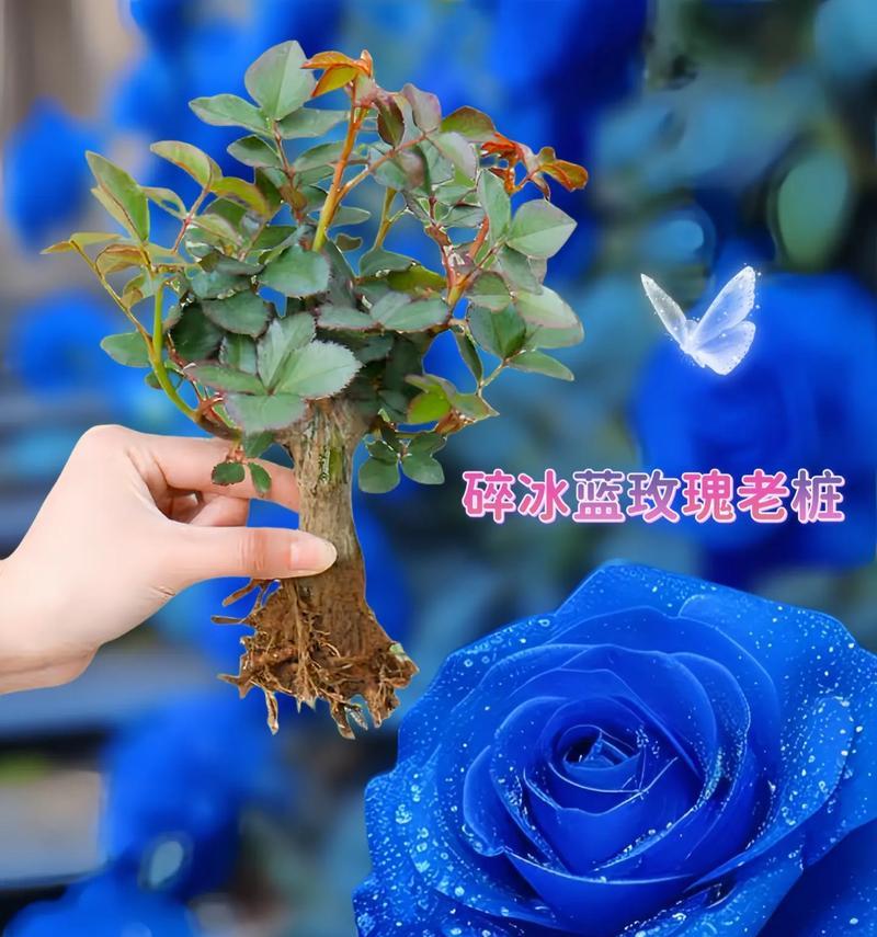蓝玫瑰作为水果的花语和寓意是什么？蓝玫瑰水果有何特别含义？