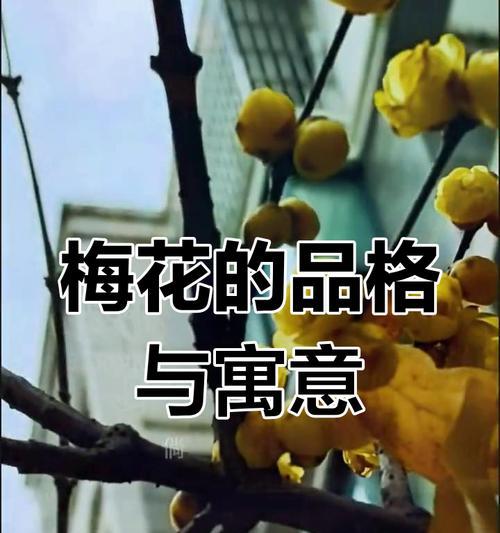 冰梅花的花语和寓意是什么？它在文化中扮演什么角色？