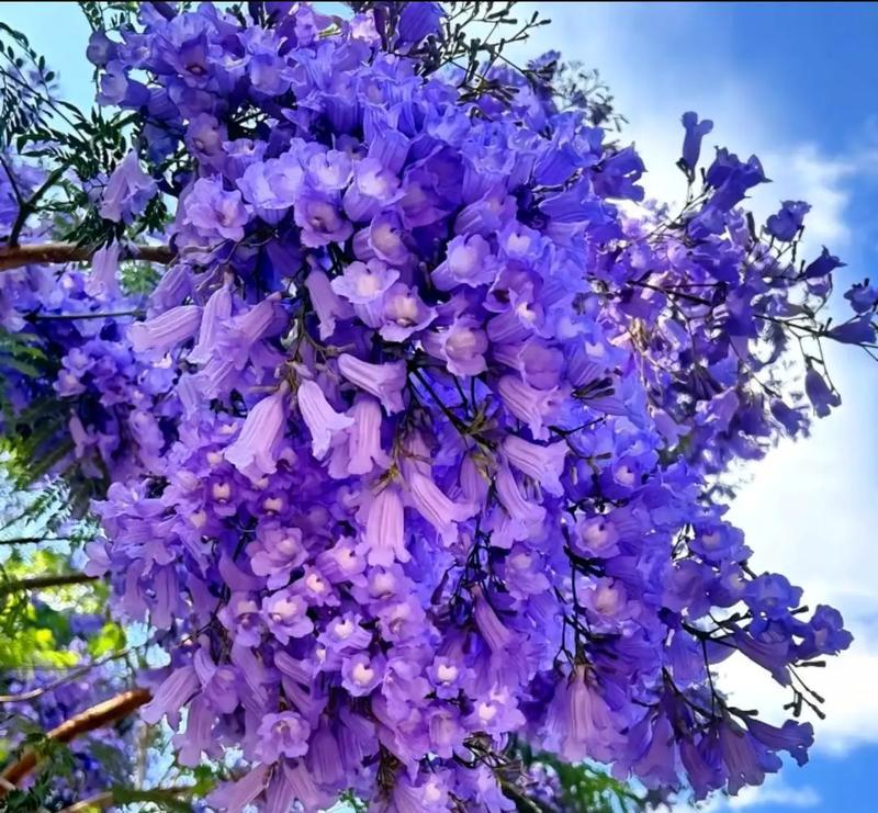 树的花语搞笑版是什么？树的花语有哪些幽默之处？