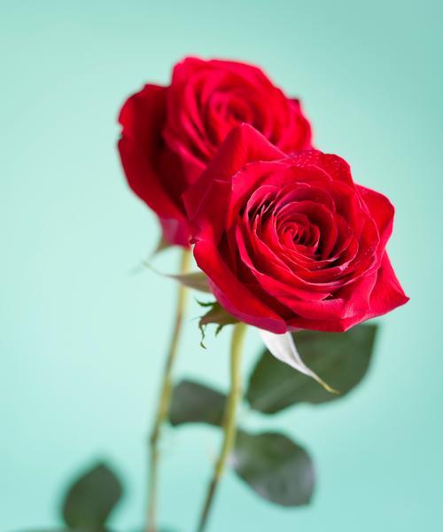树的花语搞笑版是什么？树的花语有哪些幽默之处？