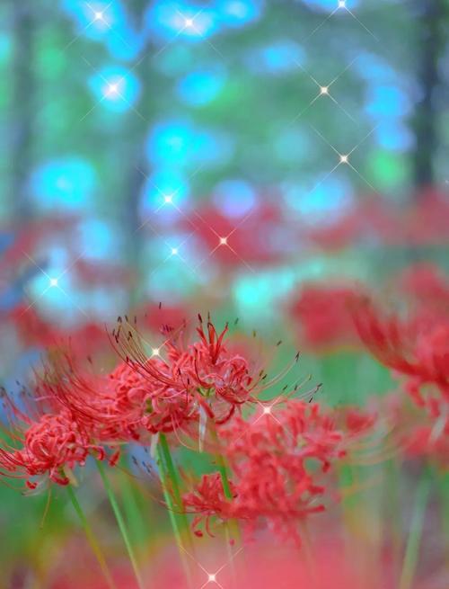 花语注定的死亡是什么花？哪种花的花语与死亡相关？