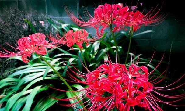 花语注定的死亡是什么花？哪种花的花语与死亡相关？