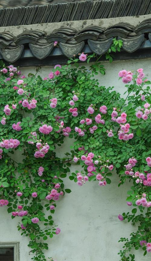 魔道花的花语通常表达什么情感？