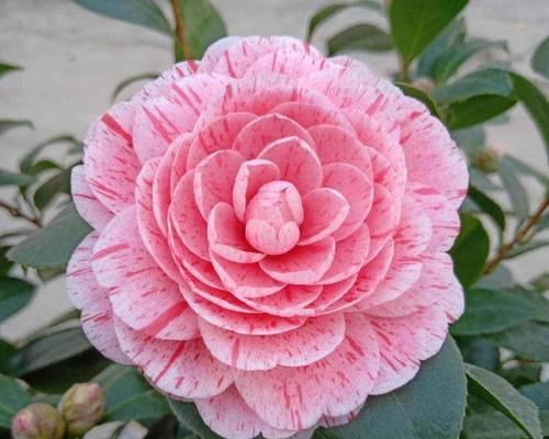 山茶花的花语与颜色有何联系？