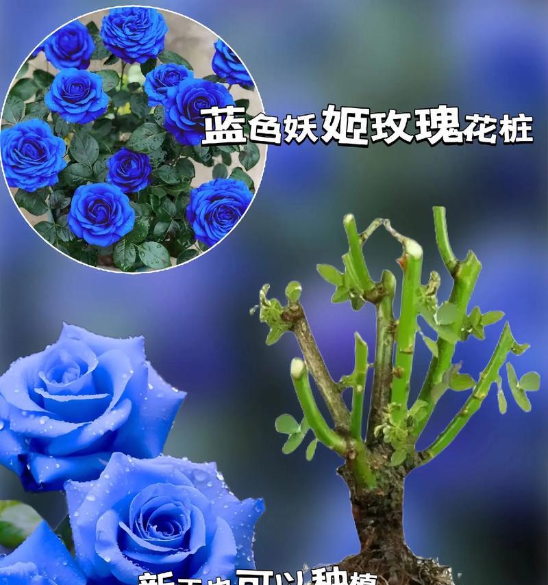 16朵冰蓝玫瑰的花语含义是什么？