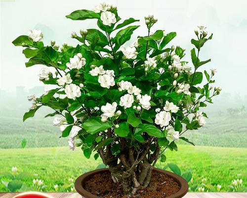 送父亲茉莉花代表了什么含义？