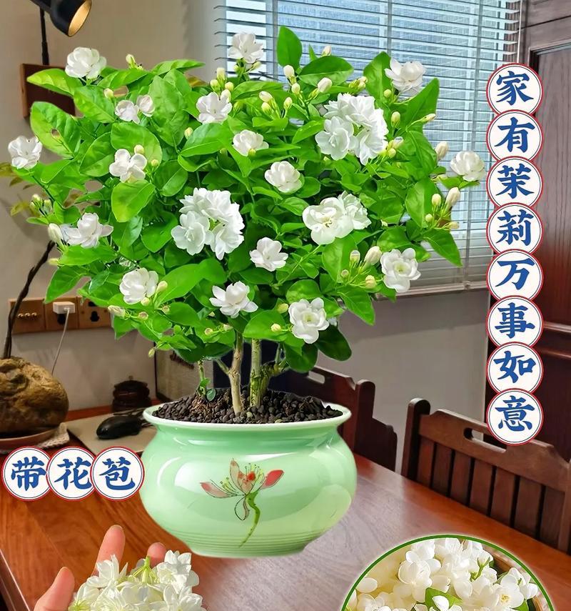 送父亲茉莉花代表了什么含义？